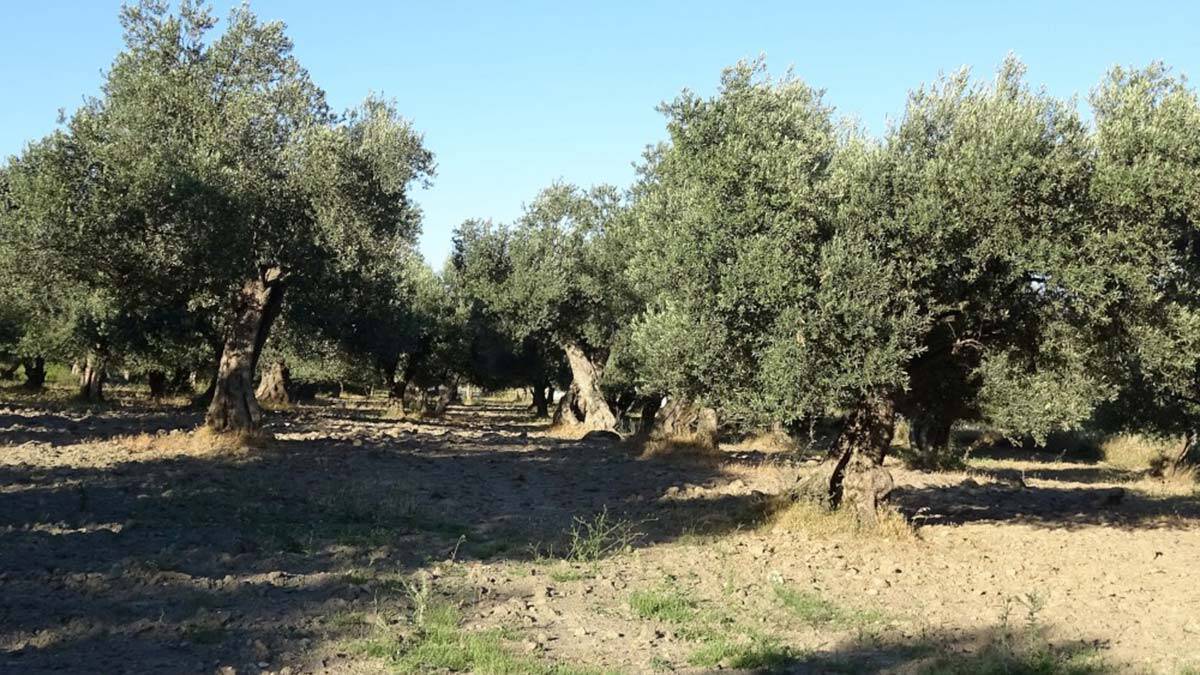 Zeytin yaprağının vücudu koronavirüse karşı korumada etkinliğini Türk hekimler araştırdı; zeytin yaprağı çayı koronavirüs tedavisinde umut oldu.