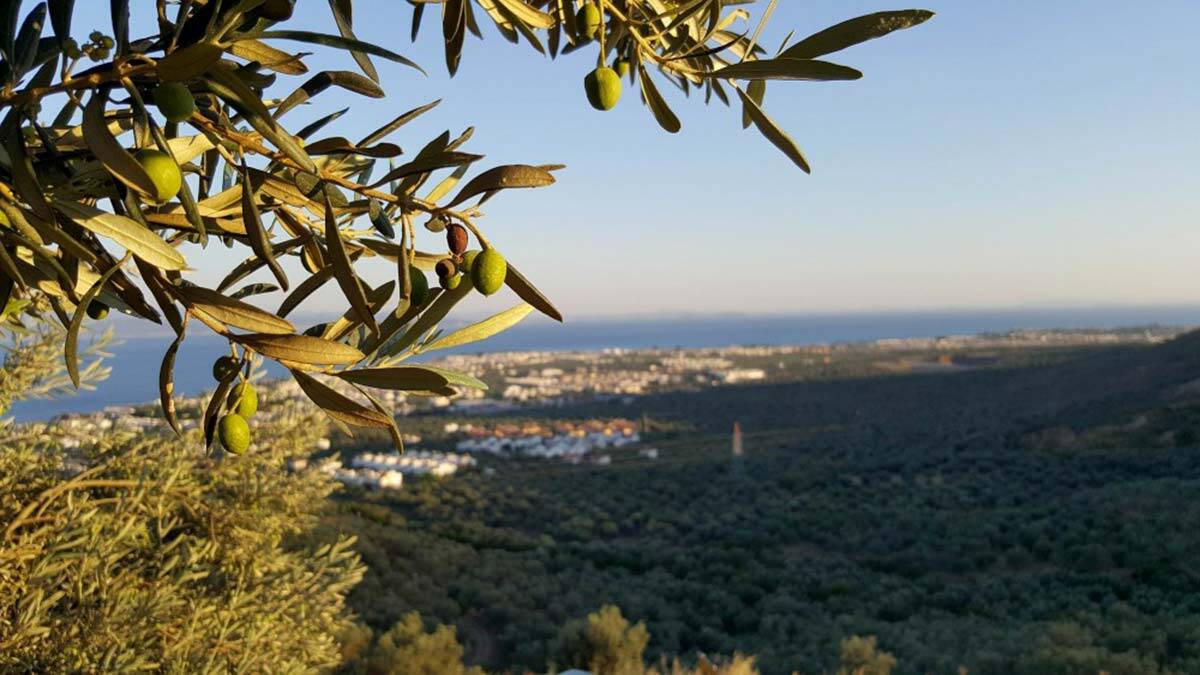 Zeytin yaprağı çayı virüs tedavisine umut oldu