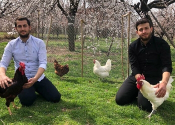 2 kardeş civciv yetiştirip yumurta üretimine başladı