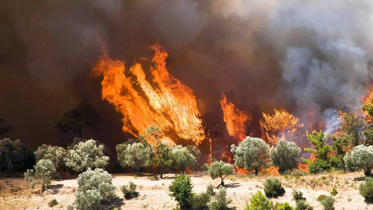 Orman genel müdürlüğü, taşağıl'da yanan alanları özellikle yangına dayanıklı ağaçlar kullanarak, 13 yılda yeniden ormana dönüştürdü.