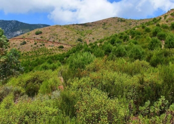 Taşağıl, 13 yılda yeniden ormana dönüştü