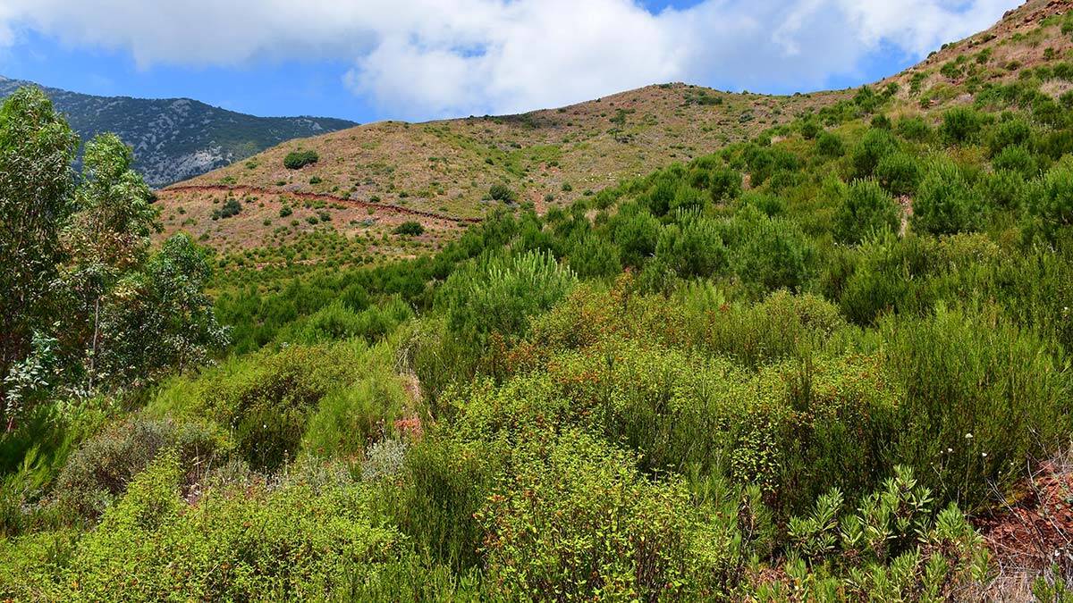 Taşağıl, 13 yılda yeniden ormana dönüştü