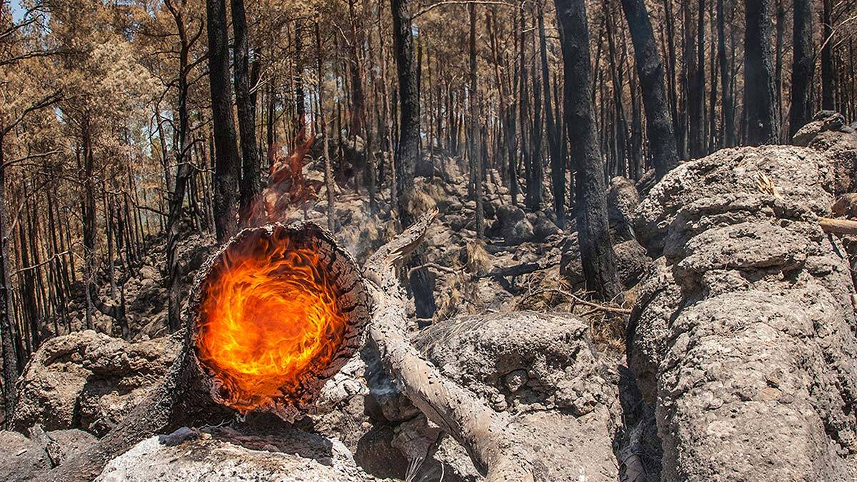 Taşağıl, 13 yılda yeniden ormana dönüştü