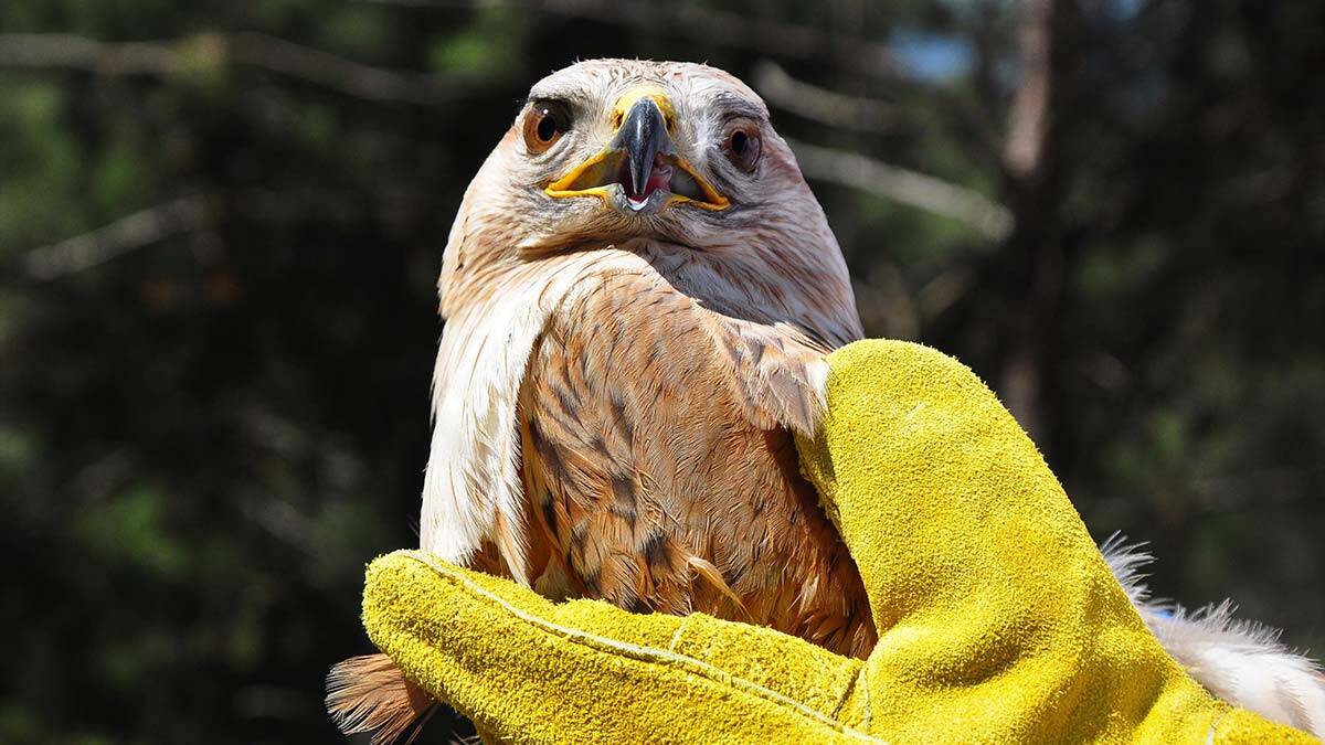 Yaralı şahin tedavisinin ardından doğaya salındı
