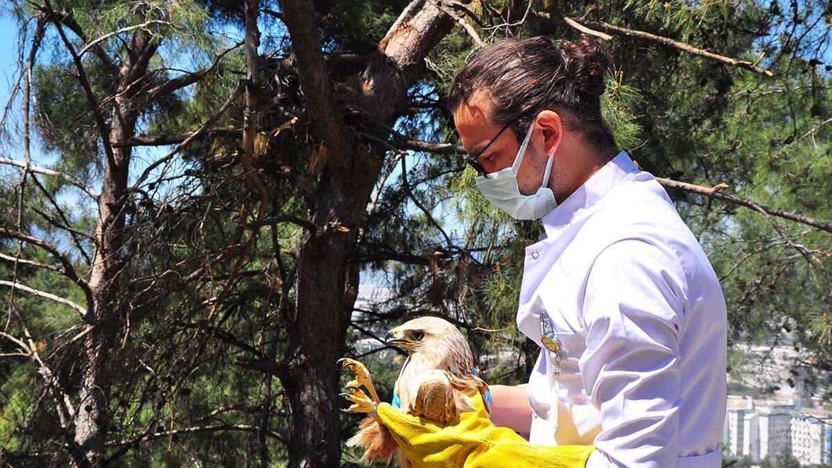 Yaralı şahin tedavisinin ardından doğaya salındı