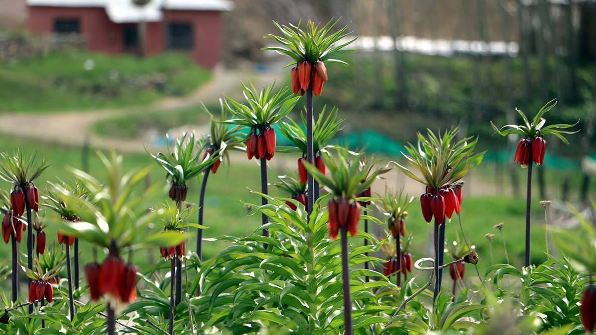 Ters laleler görsel şölen sunuyor