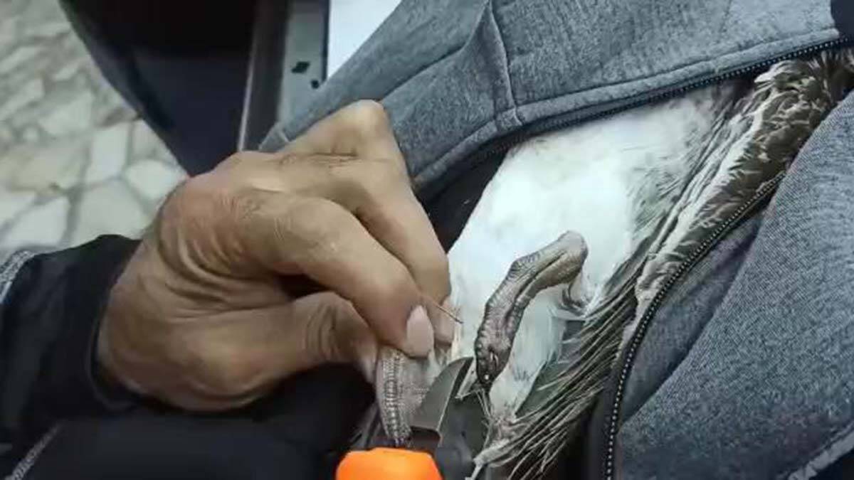 Ayaklarına misina dolanan martıyı kurtardılar