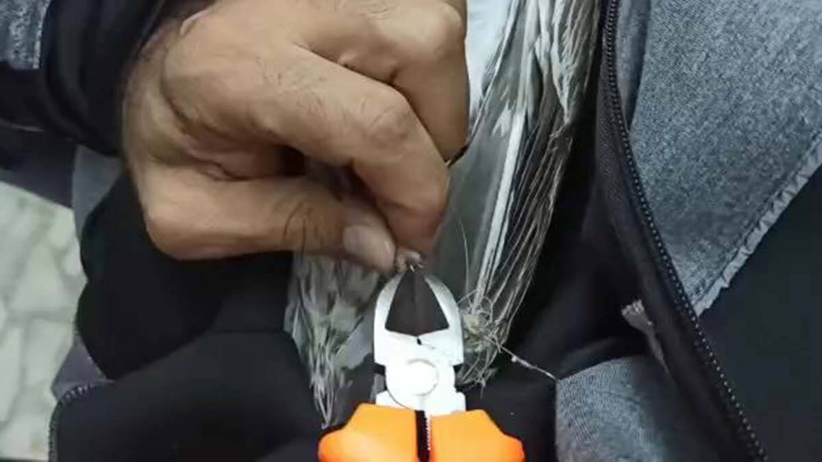 Ayaklarına misina dolanan martıyı kurtardılar