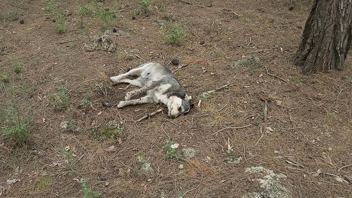 Antalya'nın Döşemealtı ilçesinde kimliği belirsiz kişilerce 5 sokak köpeği zehirlenerek öldürüldü.