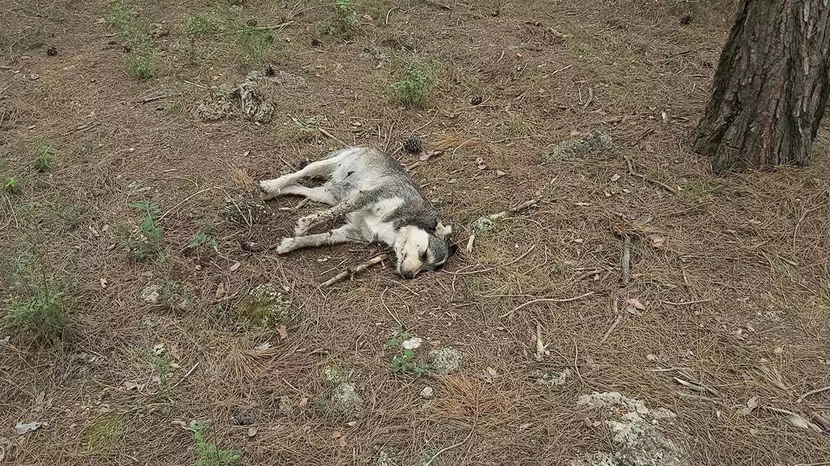 Antalya'nın döşemealtı ilçesinde kimliği belirsiz kişilerce 5 sokak köpeği zehirlenerek öldürüldü.