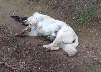 5 sokak köpeği zehirlenerek öldürüldü