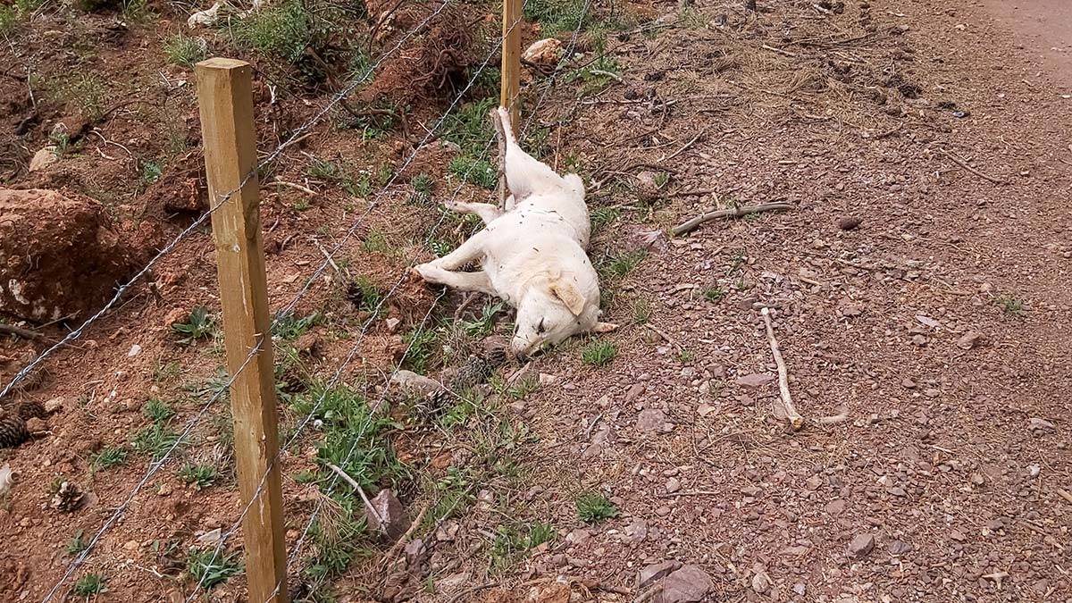 5 sokak köpeği zehirlenerek öldürüldü