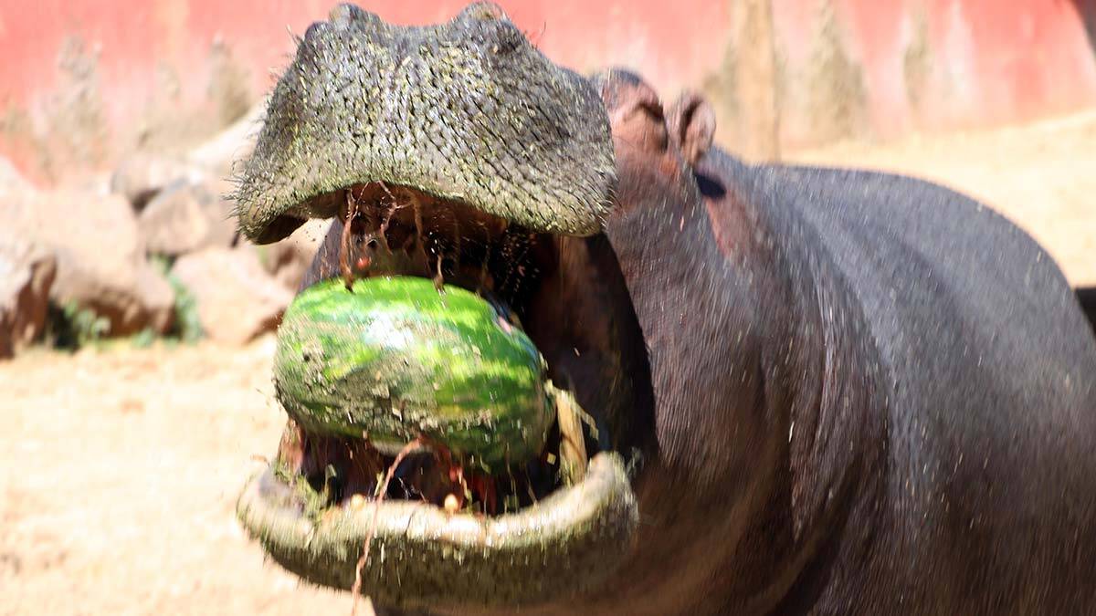 Su aygırları günlük 100 kilo meyve tüketiyor