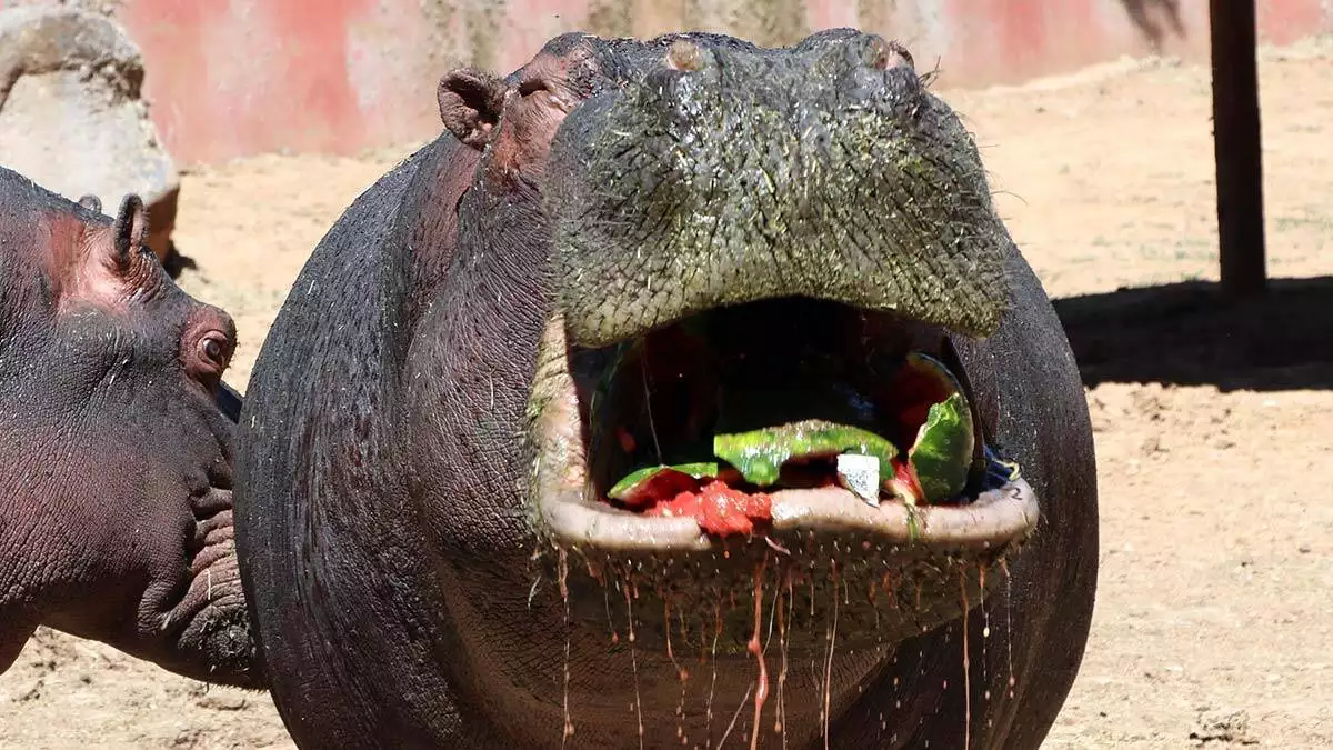 Gaziantep hayvanat bahçesi'nde 5 ton ağırlığındaki su aygırları günlük 100 kilo meyve ve sebze tüketiyor.