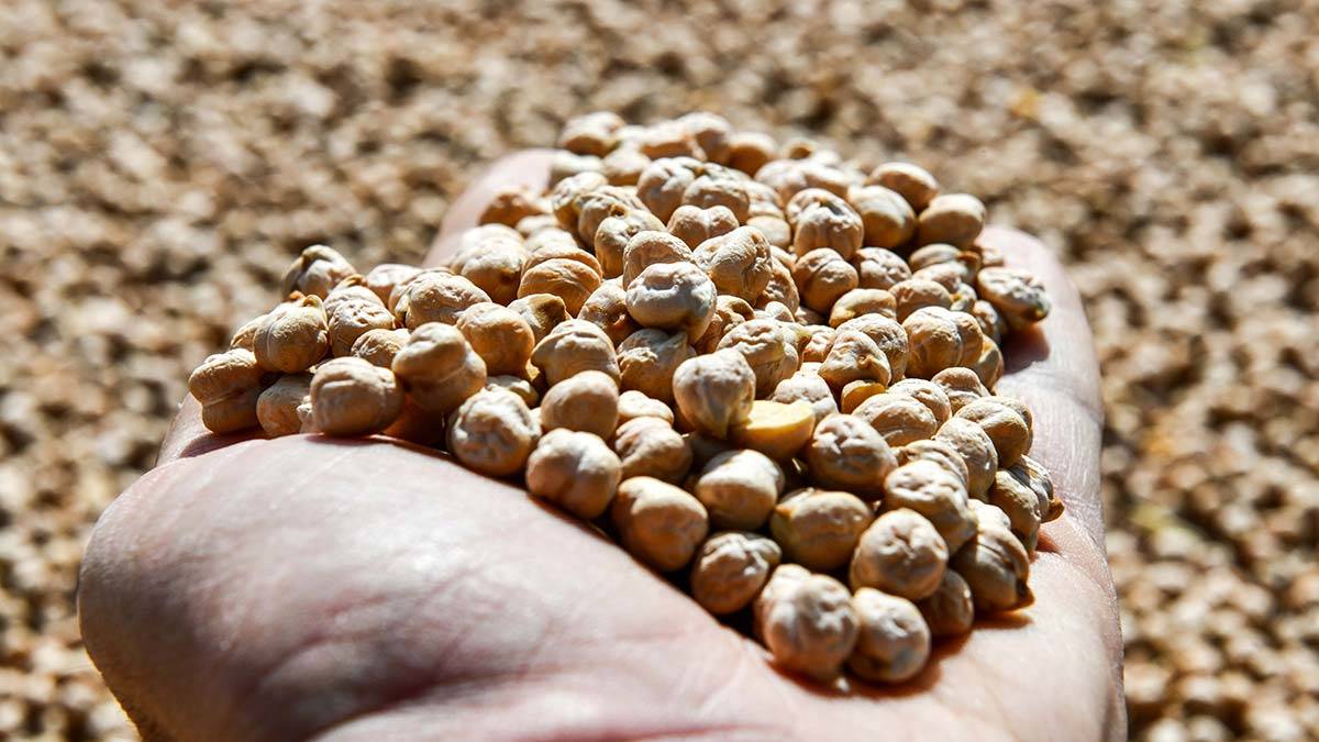 Kadın kooperatiflerinin üreteceği bakliyatlar satışa sunulacak