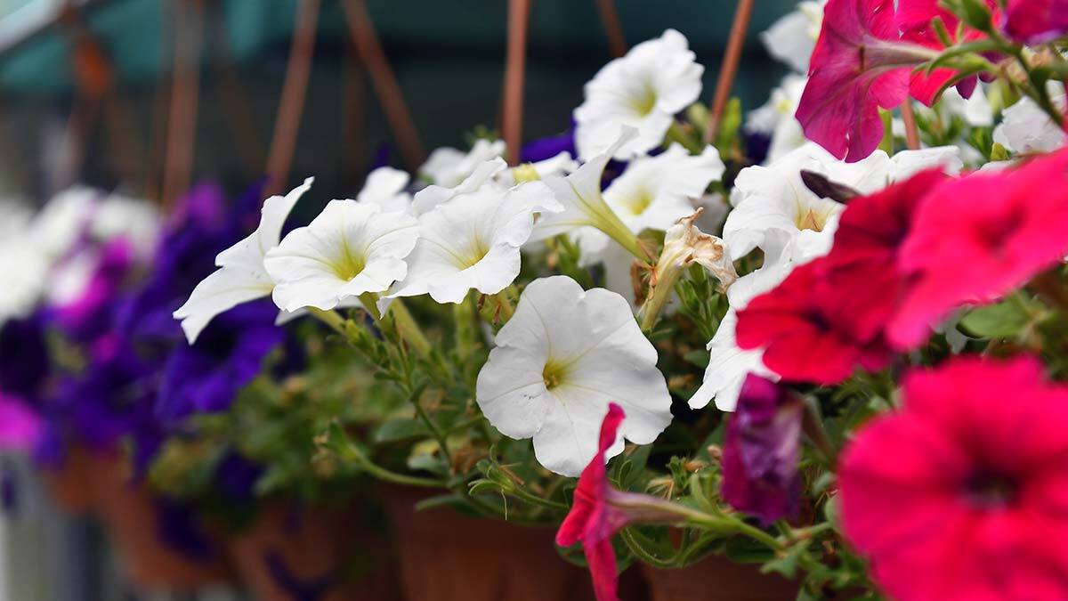 ANFA Bitki Evi yazı rengarenk karşılıyor