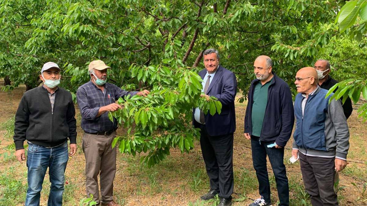 Ulukışla kiraz bahçelerinde %70 verim kaybı var