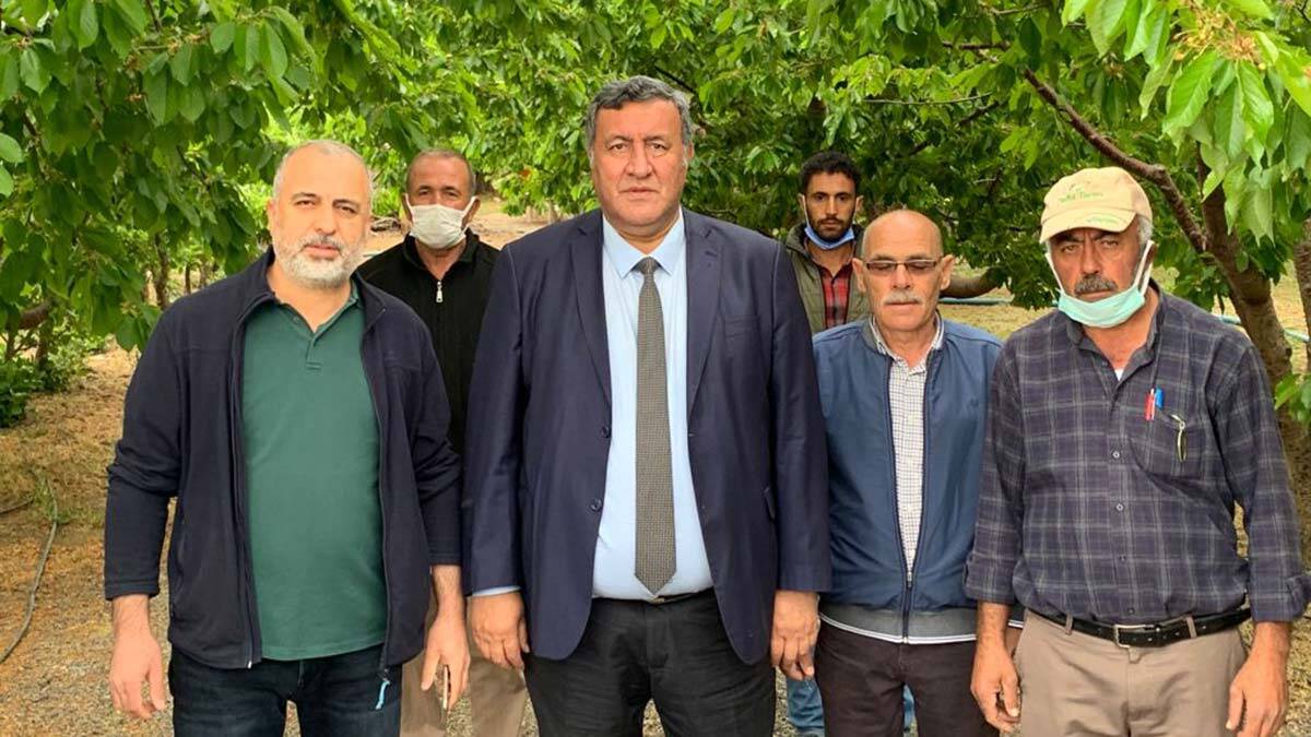 Ulukışla kiraz bahçelerinde %70 verim kaybı var