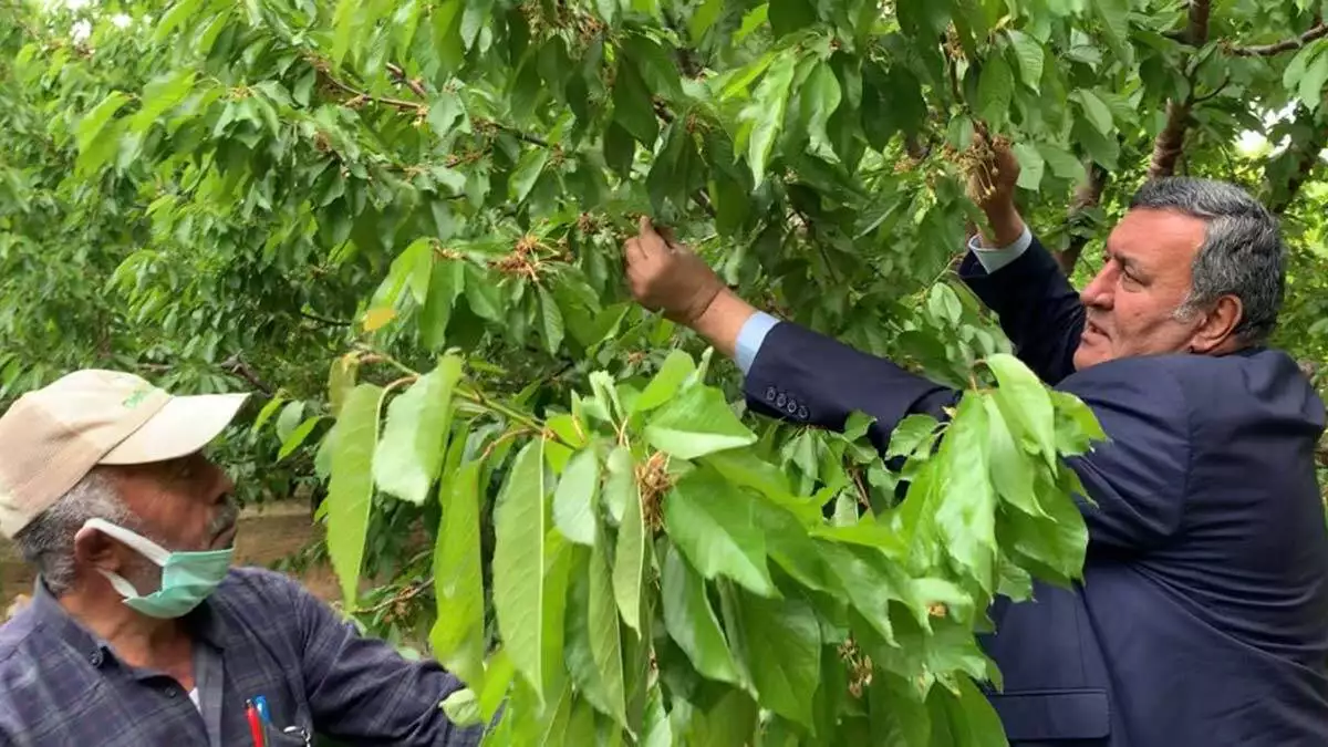 Ömer fethi gürer, önce don olayı, ardından da kuraklık nedeniyle sulanamama riski yaşayan ulukışla kiraz bahçelerinde, üreticilerin sorunlarını dinledi.