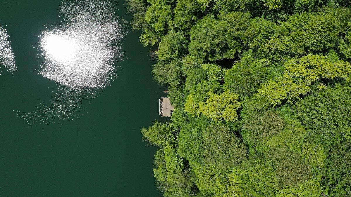 Fransa büyüklüğünde ormanlık alan büyüdü