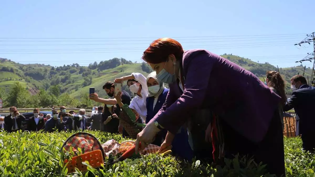 İyi̇ parti genel başkanı meral akşener, rize i̇şkencedere vadisi köy halkını ziyareti sırasında gazetecilerin sorularını cevaplandırdı. Ardından, çay toplayan işçilerle birlikte çay toplandı.