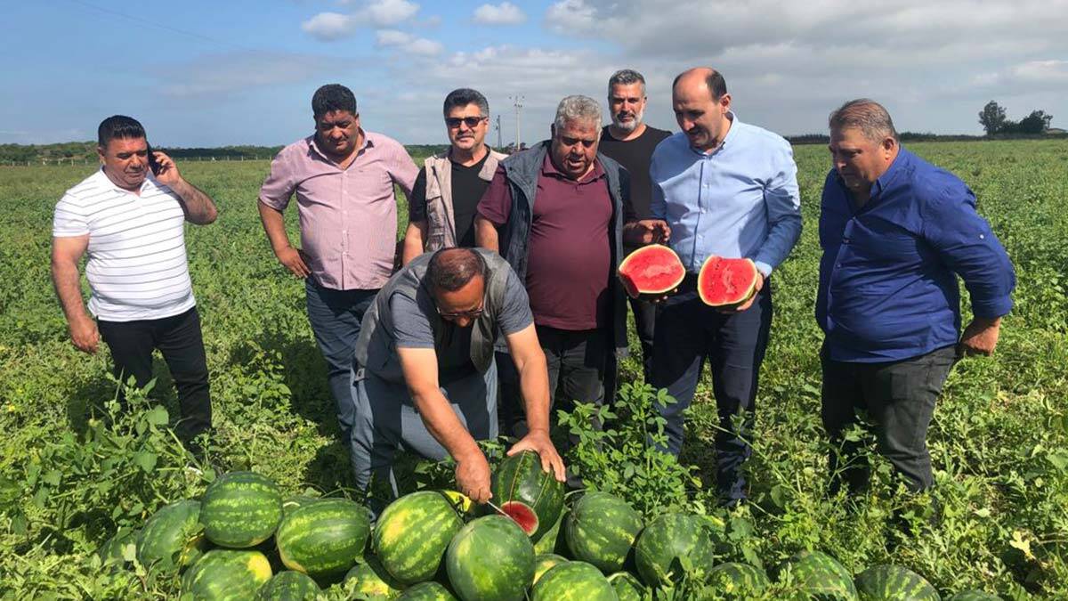 Turfanda karpuz hasadı başladı