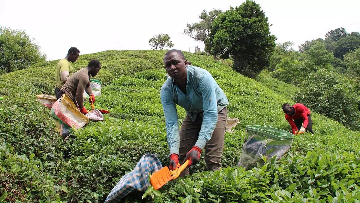 Afrikalı işçiler çay hasadında
