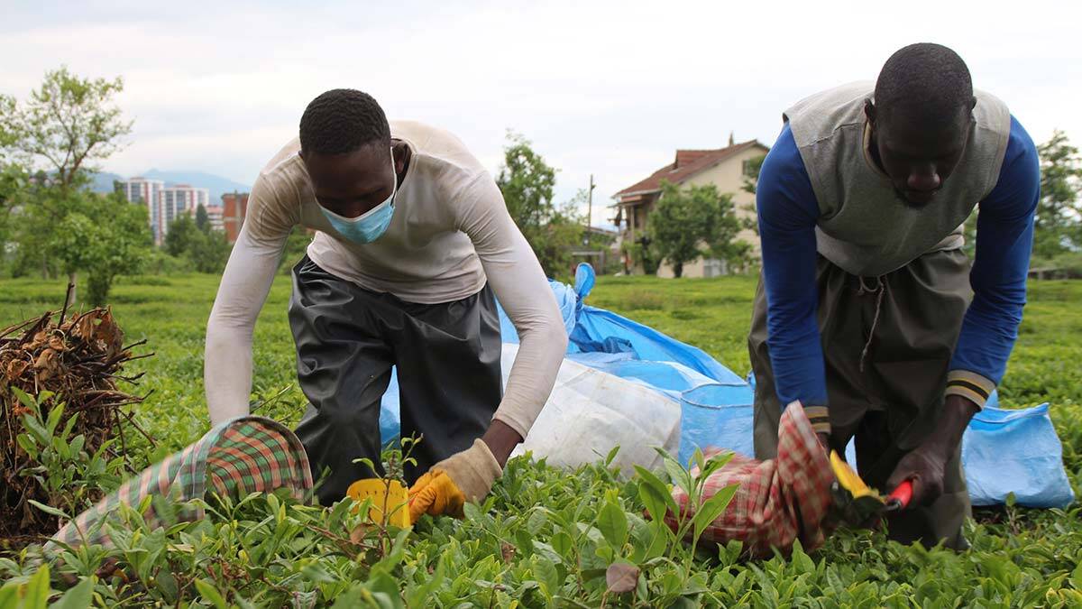 İşçiler 200- 250 TL arasında değişen yevmilerle çay topluyor.