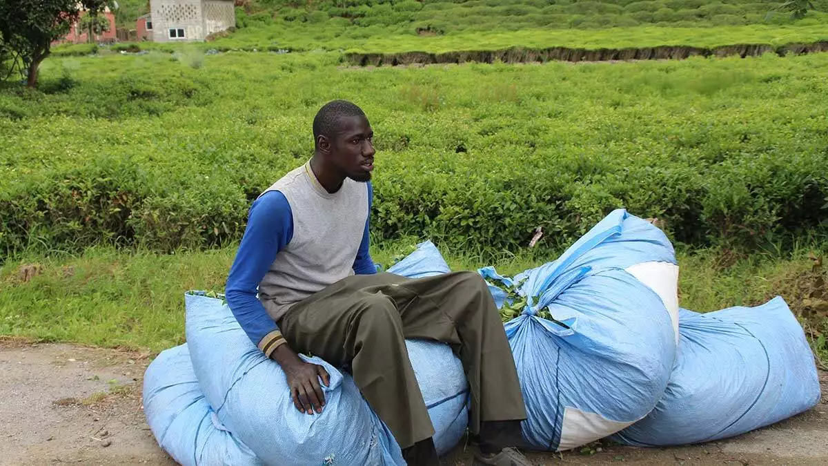 Türkiye'de oturma izni bulunan gambiya, senegal, sudan ve zambiya uyruklu afrikalı işçiler çay hasadı için doğu karadeniz'e geldi.