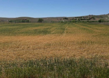 Bala'da tahıl alanlarında yüzde 70 ürün kaybı