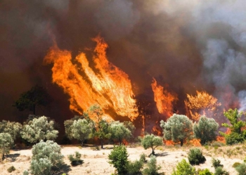 Antalya'da 3 günde 22 yangında 80 dekar kül oldu