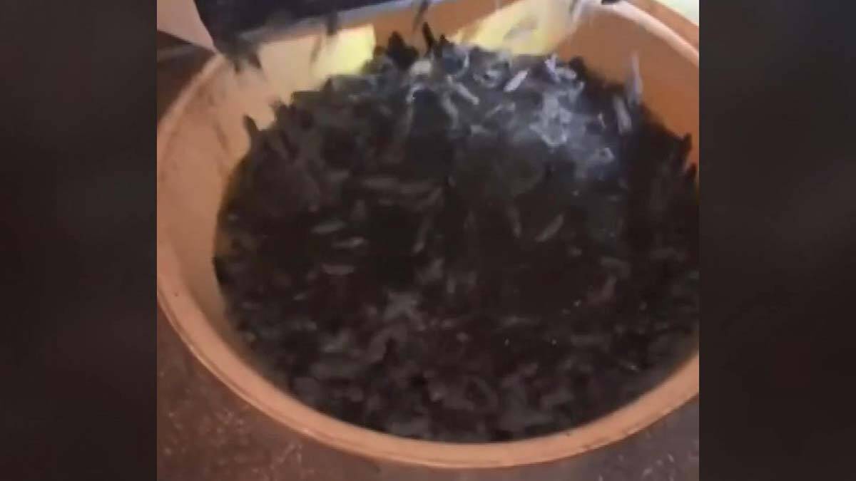 Avustralya'da fare istilasına zehir çözümü