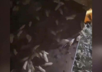 Avustralya'da fare istilasına zehir çözümü