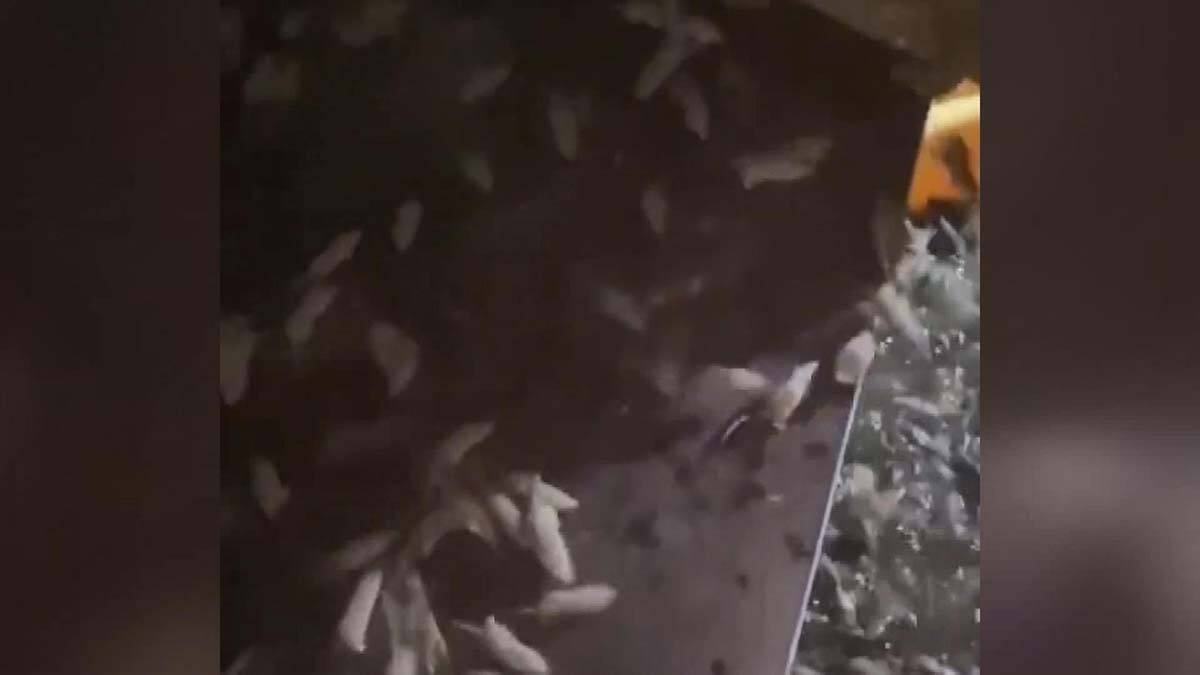 Avustralya'da fare istilasına zehir çözümü