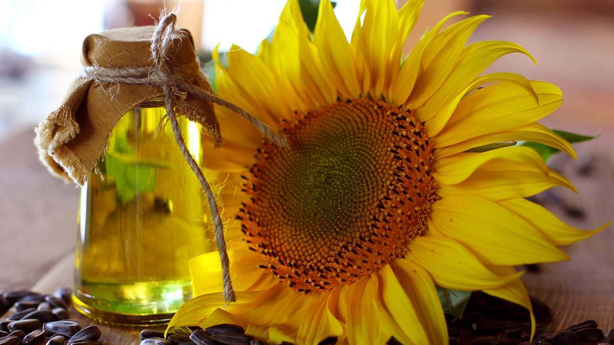 TMO, ayçiçek yağı piyasasına girdi