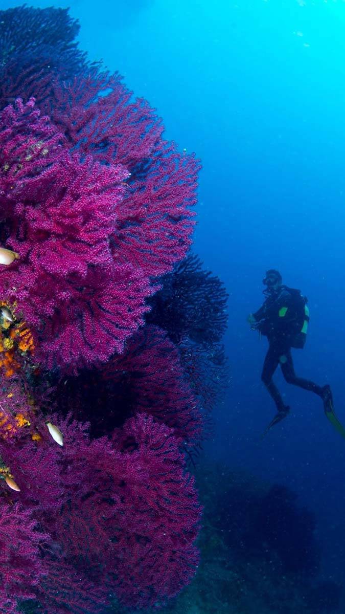 Adaları ile ilginç ve özel bir denizel ekosisteme sahip Ayvalık'ta Kırmızı mercanlar keşfedilmeyi bekliyor.