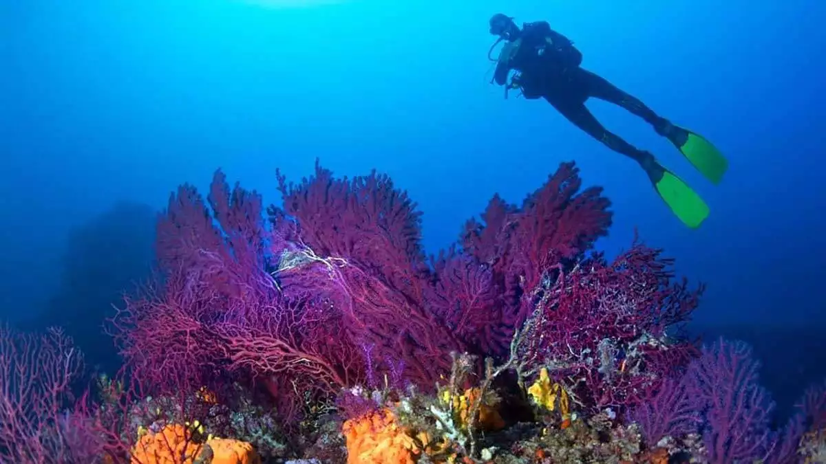 Kırmızı mercanlar keşfedilmeyi bekliyor