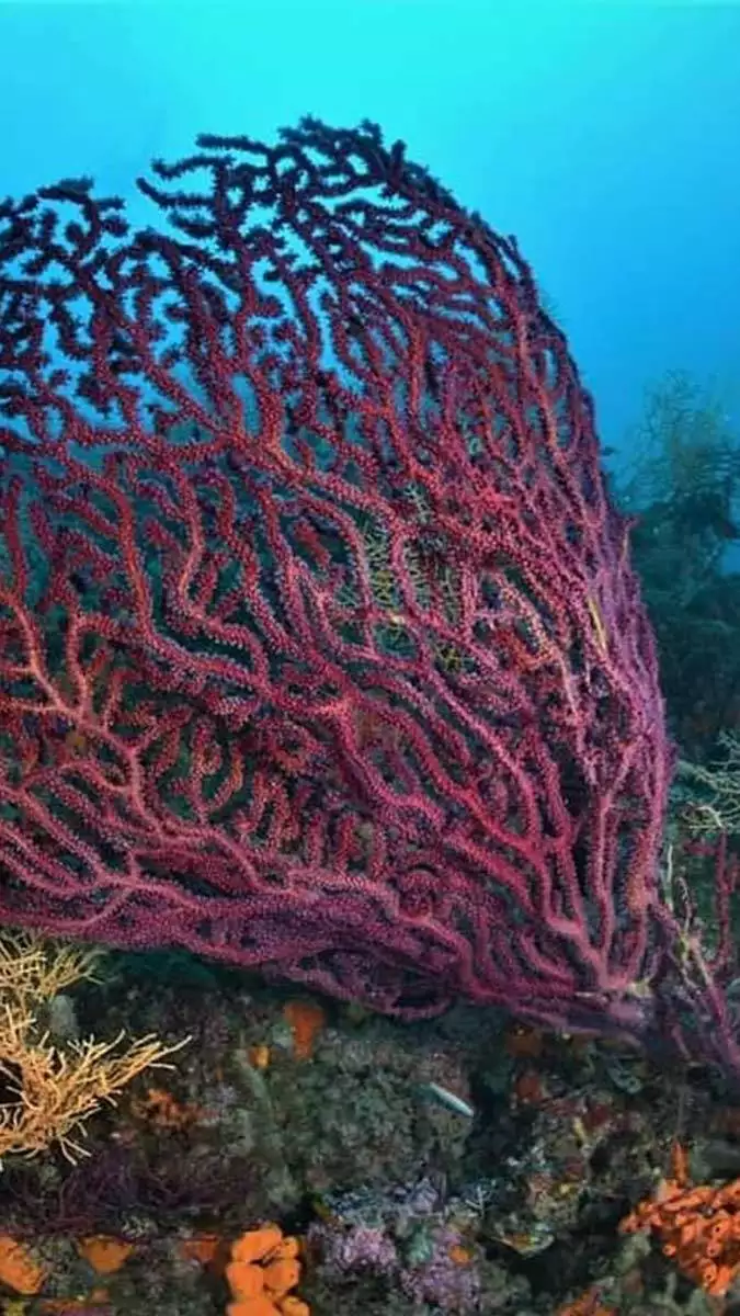 Balıkesir’in ayvalık ilçesi, tam kapanma sonrası 24 adası, tarihi dokusu, mübadil mutfağı ve su altı tutkunlarına benzersiz bir deneyim sunduğu sualtı güzellikleriyle yerli ve yabancı turistleri ağırlamayı bekliyor.