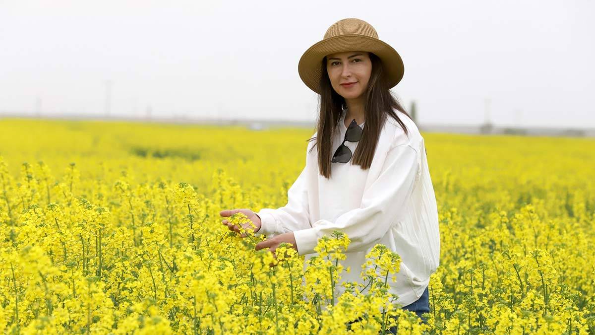 Kanola Tuz Gölü havzasında çiftçinin gözdesi