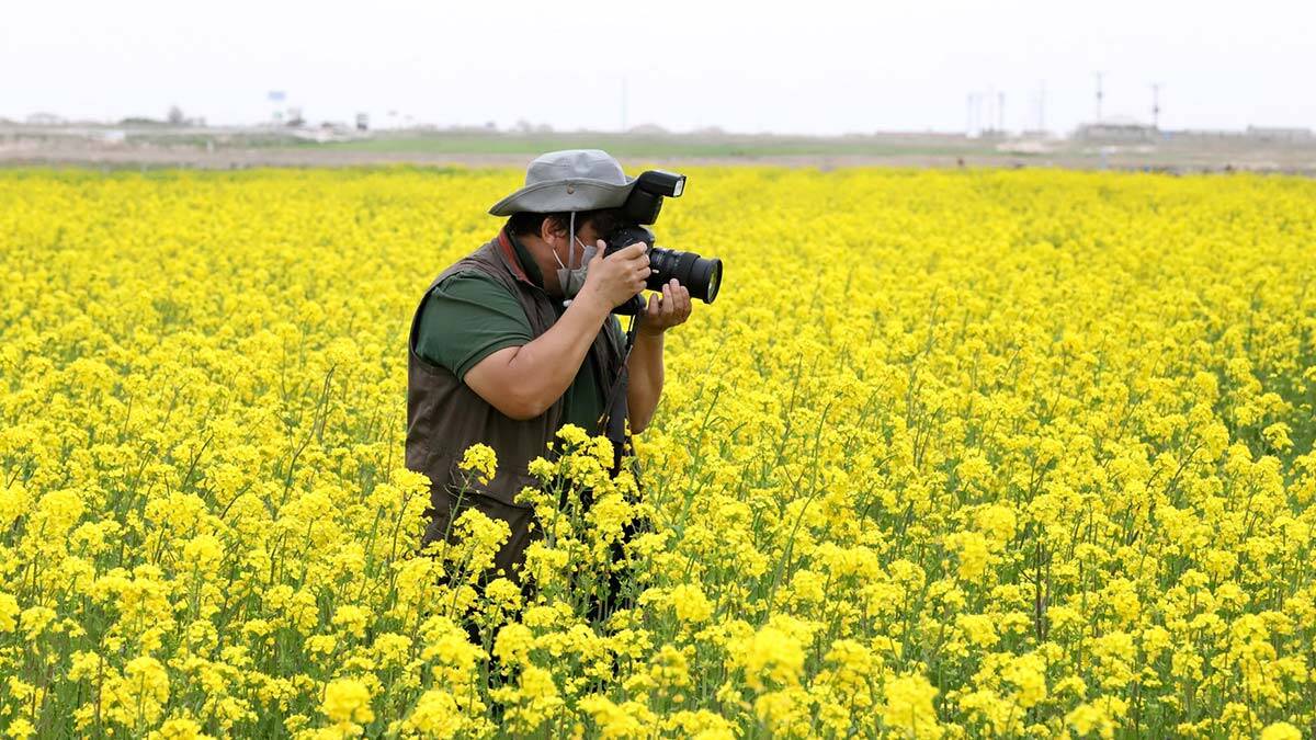 Aksaray'da az su tüketen yağ bitkisi türü kanola Tuz Gölü havzasında çiftinin ve fotoğraf tutkunlarından ilgi görüyor.