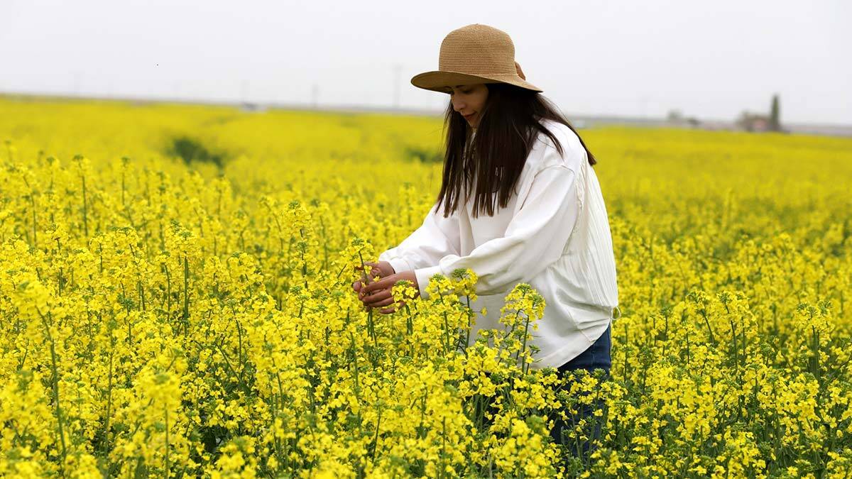 Kanola Tuz Gölü havzasında çiftçinin gözdesi