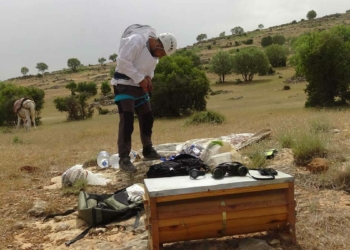 Kayalıklara tırmanıp kaya balı topluyor