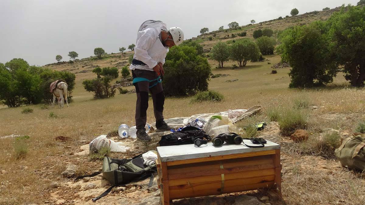 Kayalıklara tırmanıp kaya balı topluyor