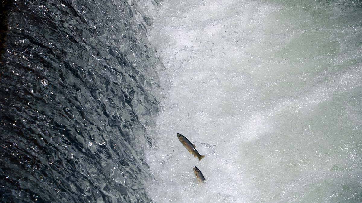 Büyükçay Deresi'nde kefaller üreme döneminde