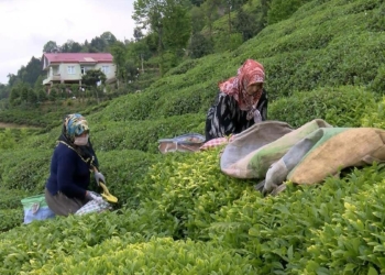 Çay göçünde 30 bin kişiye uyarı
