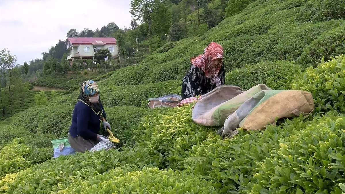 Çay göçünde 30 bin kişiye uyarı