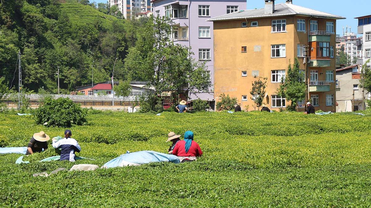 Çaykur yaş çay kapasitesini aştı