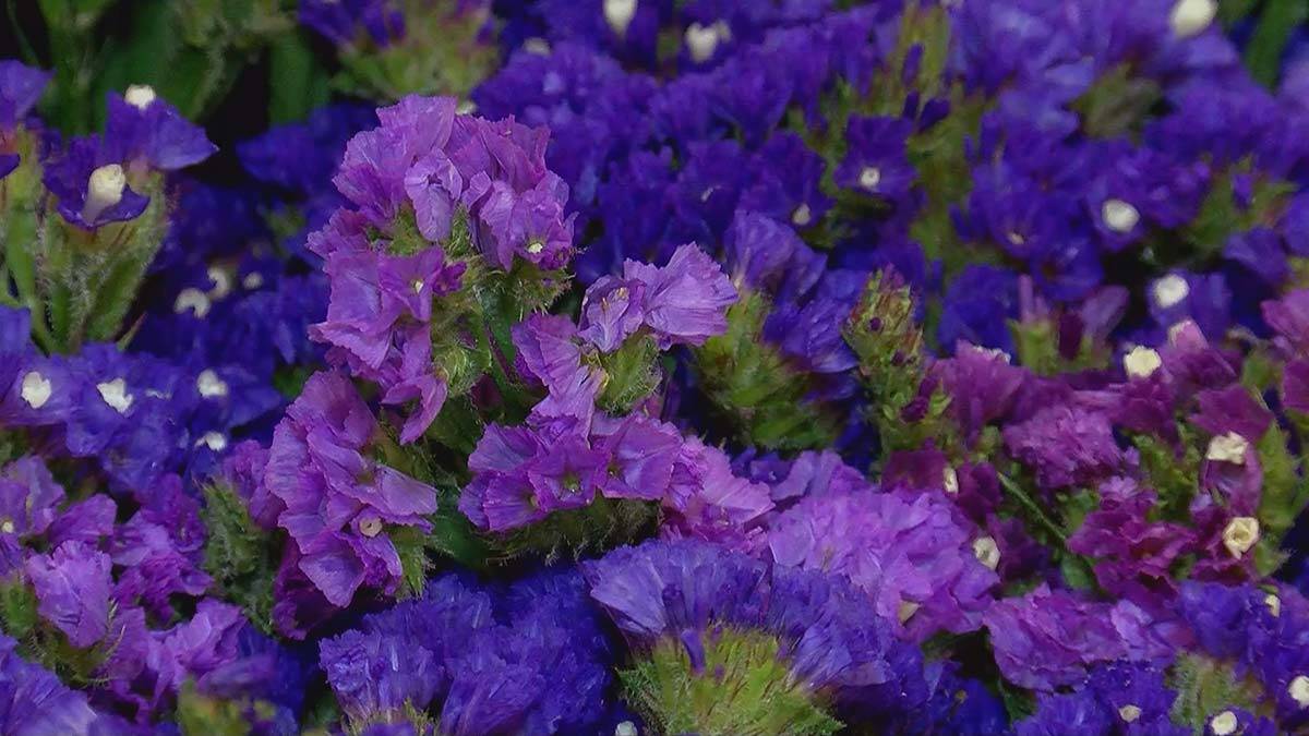 Çiçekçiler Anneler Günü mesaisi yapıyor