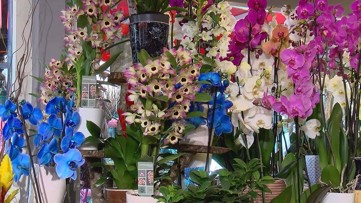 Çiçekçiler Anneler Günü mesaisi yapıyor