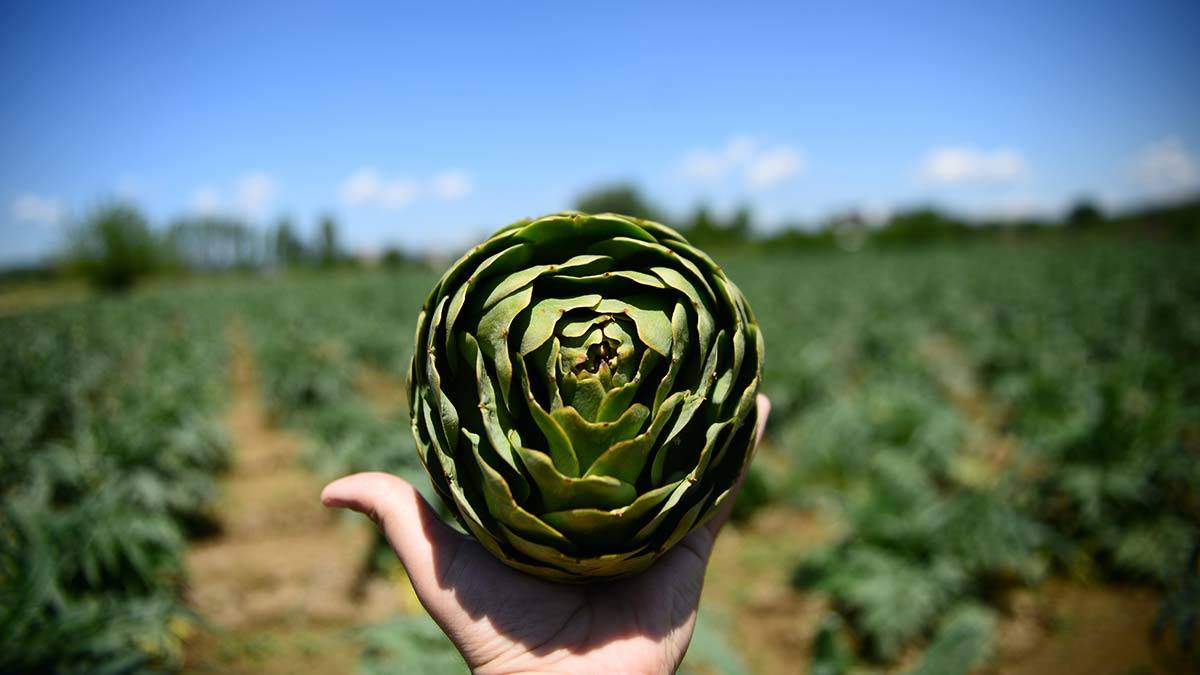 Hasadı bir ay boyunca sürecek olan Hasanağa enginarının tanesi, 8 liradan alıcı buluyor.